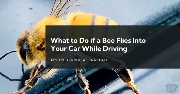 What to Do if a Bee Flies Into Your Car While Driving